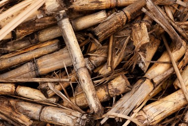 2nd Workshop on Sustainability Assessment of Biomass Utilisation in East Asia